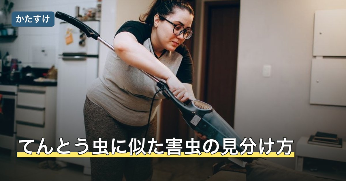てんとう虫に似た害虫の見分け方