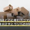 ハエの卵はどこに産む？ゴマのような粒の見分け方とウジへの対処